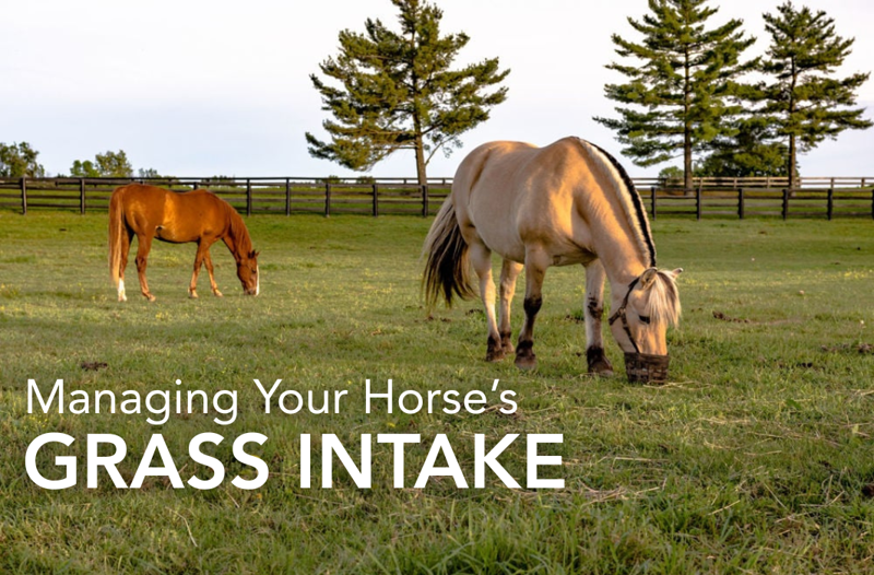 Managing Your Horse’s Grass Intake - Equine Science Matters™